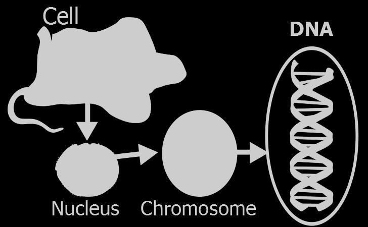 Humans have twenty-three pairs of chromosomes one chromosome from each pair is inherited from each parent. Chromosomes, made up of both DNA and proteins, are seen in the right hand image below.