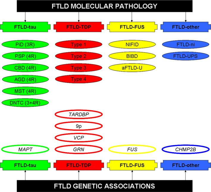 140 Acta Neuropathol (2011) 122:137 153 almost 100% of the FTLDs can be sub-classified, with only a handful of extremely rare cases remaining unclassified (FTLD-other).