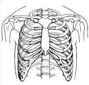 Surface anatomy of the pleura Its apex is the same as that of the lung: 1 inch above medial 1/3 of clavicle.