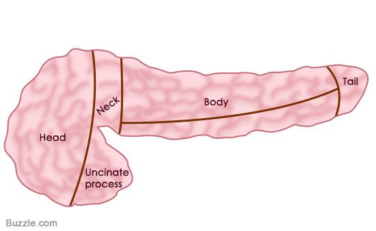 Pancreatic anatomy Background History of acute pancreatitis