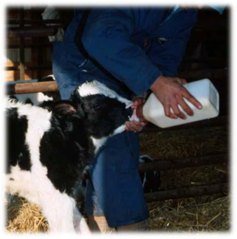 calves to improve health In milk