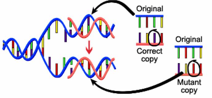 1. Mutation The ultimate source of genetic variation. A change in a DNA sequence, usually occurring because of errors in cell replication. The mistakes are RANDOM.