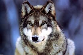 Another example, the grey wolf Grey wolves have large territories A lone grey wolf may travel 800 km for a new territory or breeding partner Very often, a grey wolf from