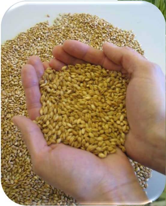 cancer Whole grains are a natural vehicle for