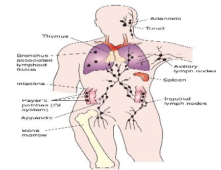 The stage of lymphoma is determined according to the number and sites of lymph nodes involved.