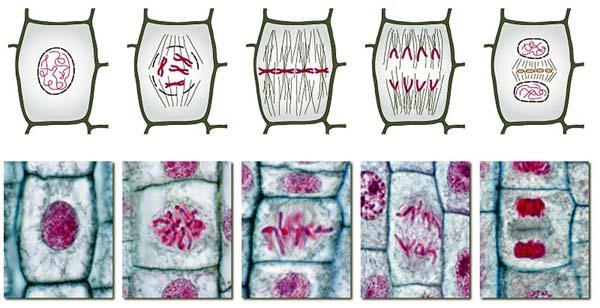 Purpose of mitosis: produce new cells genetically identical to the original