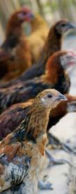 Risk Mapping for HPAI H5N1 in Africa Improving surveillance