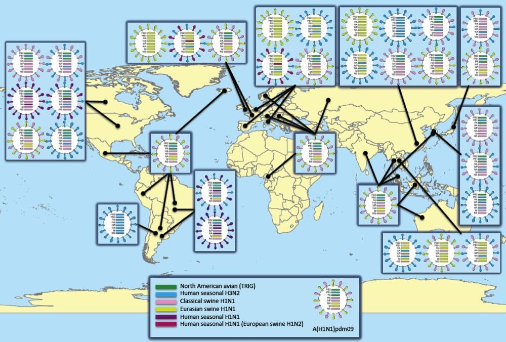 Review of influenza A virus in swine worldwide Zoonoses and Public Health 2013, Amy Vincent and Concurrent circulation of H1N1, H3N2, H1N2, multiple lineages members of the OFFLU SN group Distinct