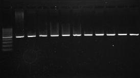 + Thành phần phản ứng PCR (thể tích 10μl) gồm: 1X đệm PCR; 2,5mM dntp, 0,2μMmồi xuôi và ngược, 0,5U Taq polymerase, 20-50ng DNA và H2O.