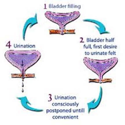 Bladder continuously filled with urine at rate 1-2ml per minute 1st sensation to empty bladder is felt when approximately half full