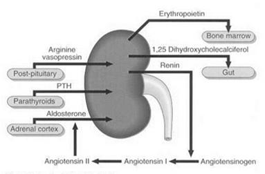 and hormones Produce Renin part of reninangiotensin aldosterone system that regulates blood