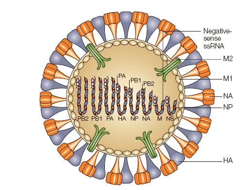 The Influenza A Virus Virion Two surface glycoproteins - haemagglutinin (HA) - neuraminidase (NA) Embedded M2