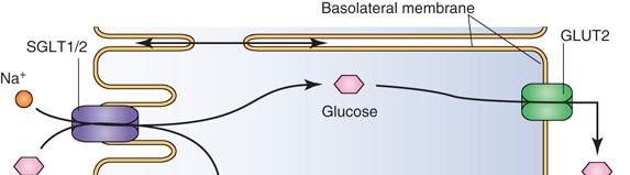 Role of Central Pathways in Glucose and Fat Metabolism Suprachiasmatic nucleus Increased hepatic glucose production Hypothalamus (Decreased dopamine activity) Increased adipose lipolysis Glucose
