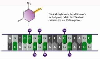 DNA methylation Histone