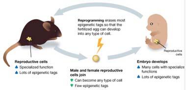 retained ~1% of genes escape epigenetic reprogramming through