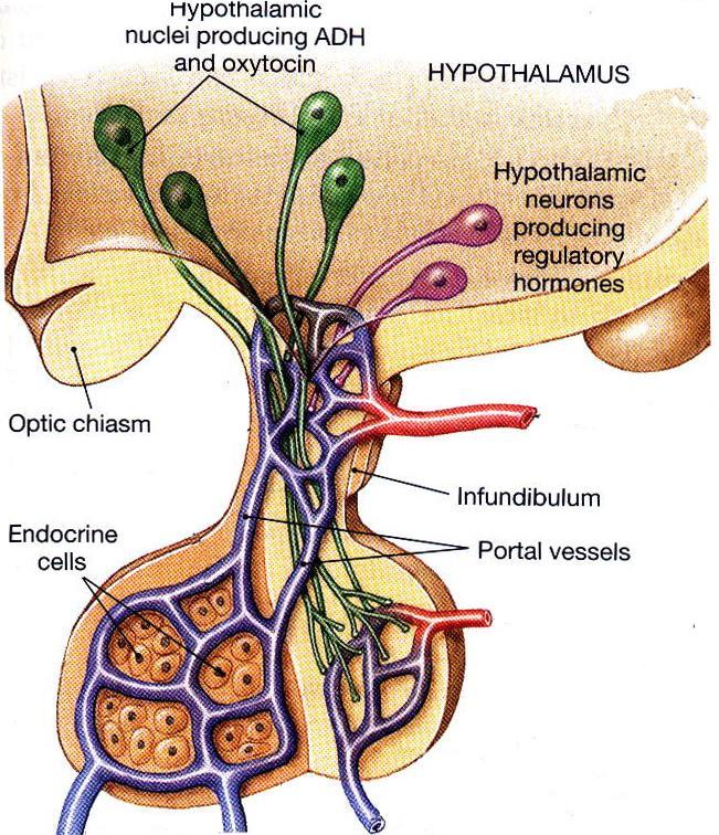 Relations between Pituitary and Hypothalamus Vasopressin and oxytocin are synthesized in hypothalamus but released in posterior pituitary (green).