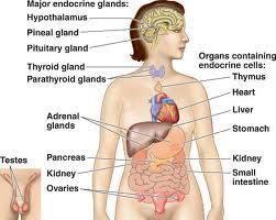 Endocrine glands and