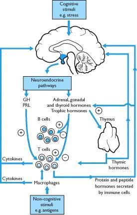 Cross-talk between the endocrine system and the immune system Thymic hormones and