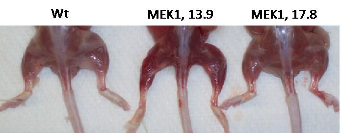 One interesting finding in these MEK1 Tg mice was the color of the muscle of the mice. While the Wt had the normal white/light pink coloration of the muscles, the 17.