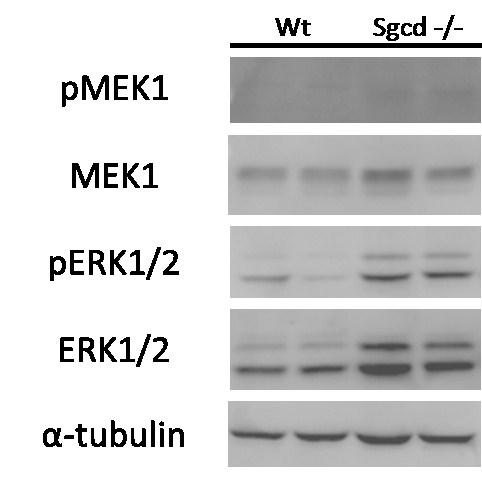 Finally, to begin to form a link with ERK1/2 activity in dystrophy, we performed baseline western blots comparing Wt mice to Sgcd -/- mice and blotting for ERK1/2 pathway members.