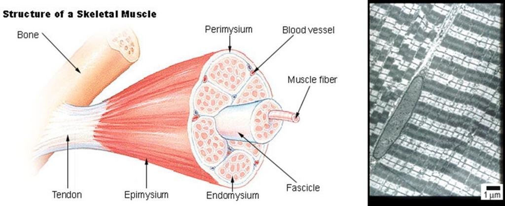 CHAPTER1 Skeletal Muscle and Muscular Dystrophy Introduction Skeletal Muscle Structure and Function Skeletal muscle, one of the most abundant tissues in the human body, is a striated muscle tissue
