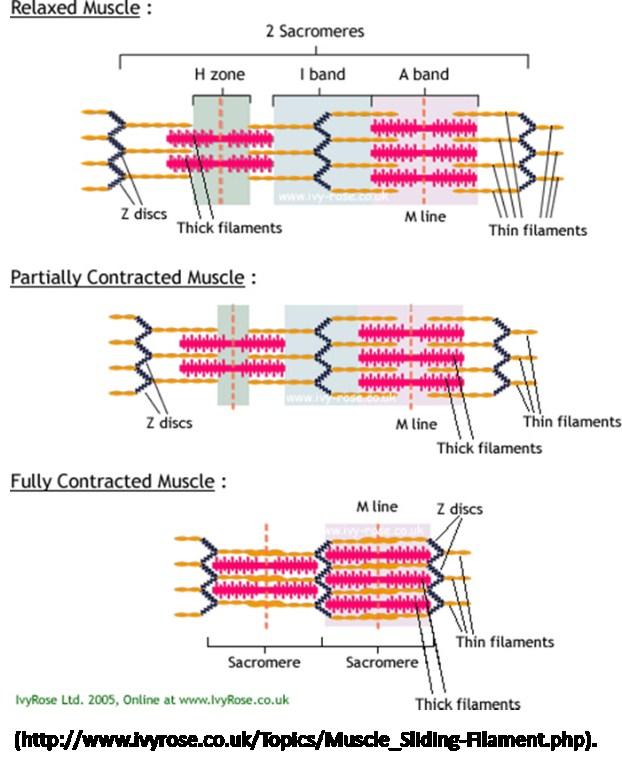 connection with actin, allowing the relaxation of the sarcomere and muscle. The contraction process is controlled by the introduction of Ca 2+ into the muscle fiber.