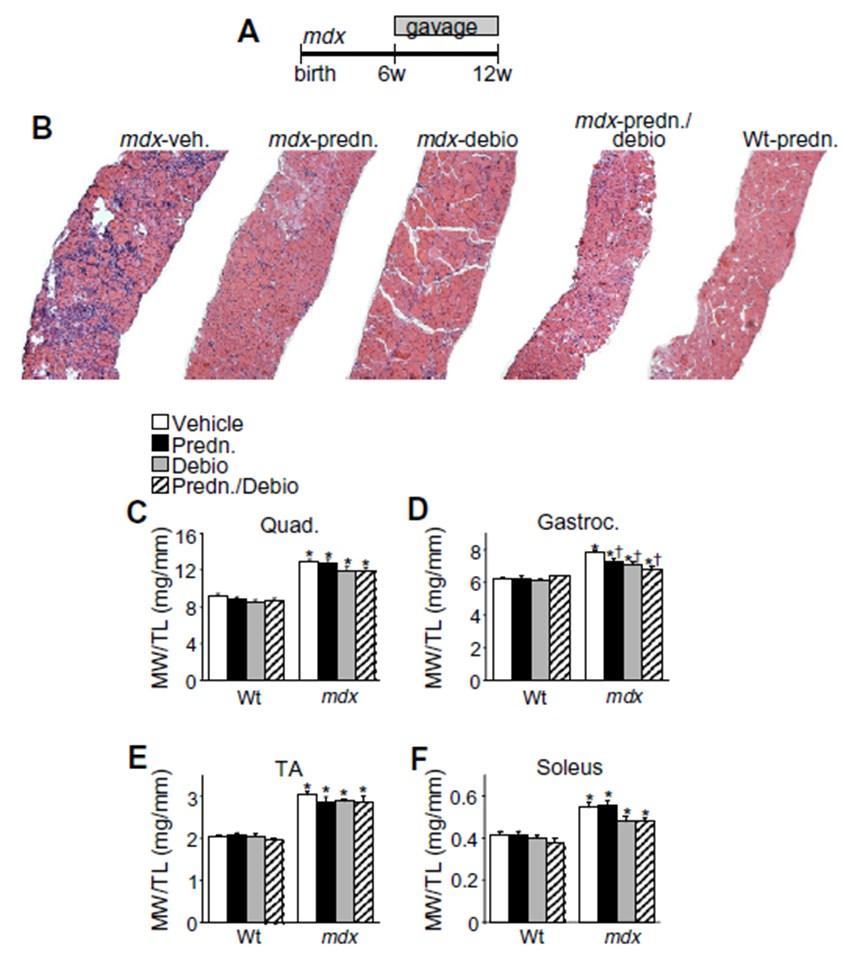 3. Results While we have previously shown that Debio-025 can reduce muscle pathology in mdx and Sgcd-/- mice by s.c. injection [16], a number of critical questions remain to be addressed.