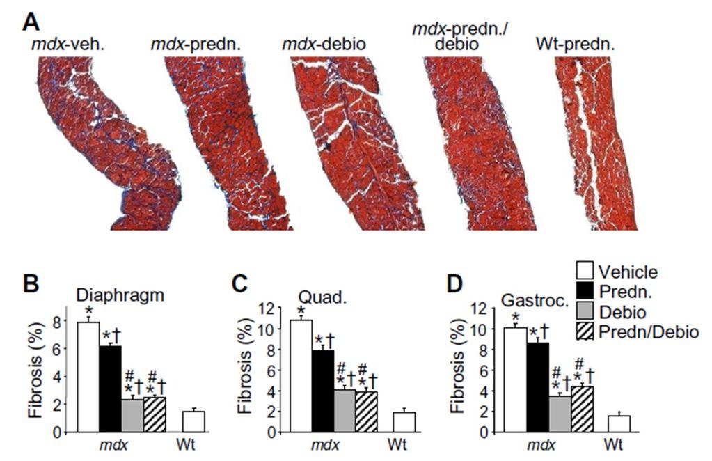 central nuclei compared with prednisone alone in mdx mice, although the combination of prednisone with Debio-025 was not significantly better than Debio-025 alone (Fig. 10A, B and C).