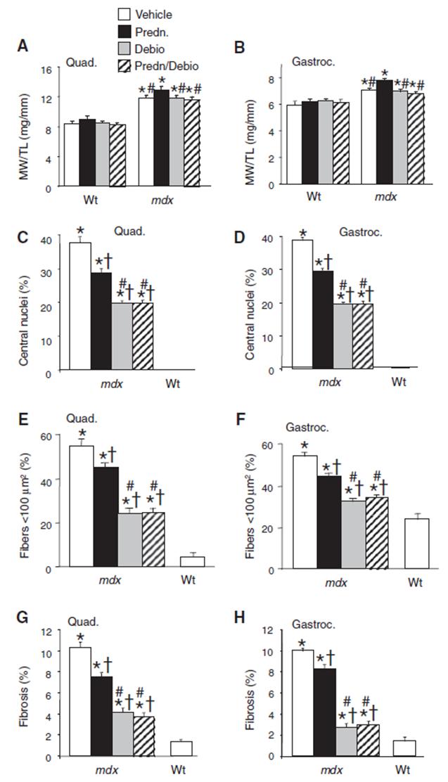 Figure 14. Subcutaneous injection of Debio-025 reduces pathology in mdx mice better than prednisone.