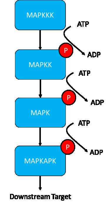 CHAPTER 3 MAPK Family Signaling/p38 MAPK Introduction MAPK signaling in skeletal muscle The mitogen activated protein kinases (MAPK) are a family of conserved protein kinases that phosphorylate
