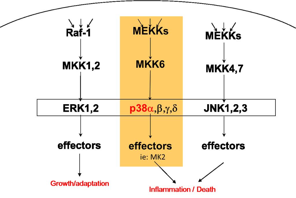 transduce these stimuli signals into the cytoplasm to effectors, such as Ras, which can then signal to MEKKs and begin the cascade of signal amplification to MEKKs, then to the MAPK, and finally to