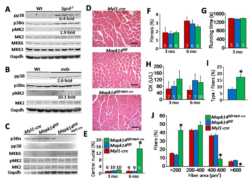 Results Muscle-specific deletion of Mapk14 (p38α) reduces pathology in dystrophic mice To understand the role of p38 signaling in MD we first examined the activation of the p38 MAPK pathway in two