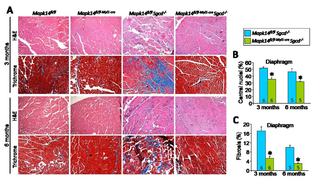 a significant reduction in pathological indices in the Mapk14 fl/fl-myl1-cre Sgcd -/- mice compared with Sgcd -/- only control mice (Figure 18A and Figure 19A).