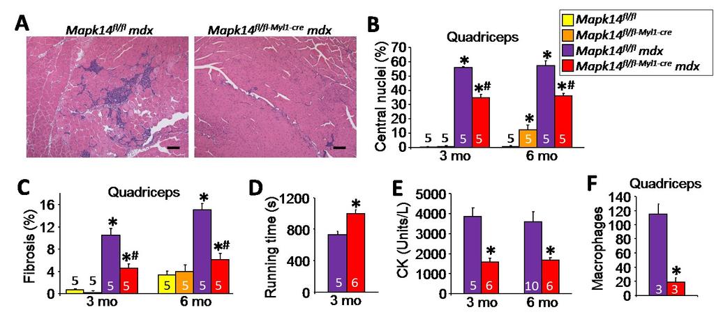 Figure 21. Genetic targeting of Mapk14 in mdx mice. (A) Representative H&E-stained histology of quadriceps from 3 month-old Mapk14 fl/fl mdx versus Mapk14 fl/fl-mly1-cre mdx mice.
