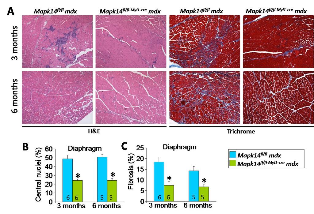 was similarly protective to the data generated in the Sgcd -/- background. Figure 22. Muscle-specific deletion of Mapk14 reduces pathology in mdx mice.