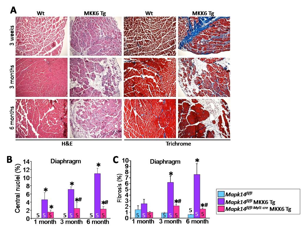 Figure 24. Over-activation of p38 MAPK produces severe skeletal muscle histo-pathology.