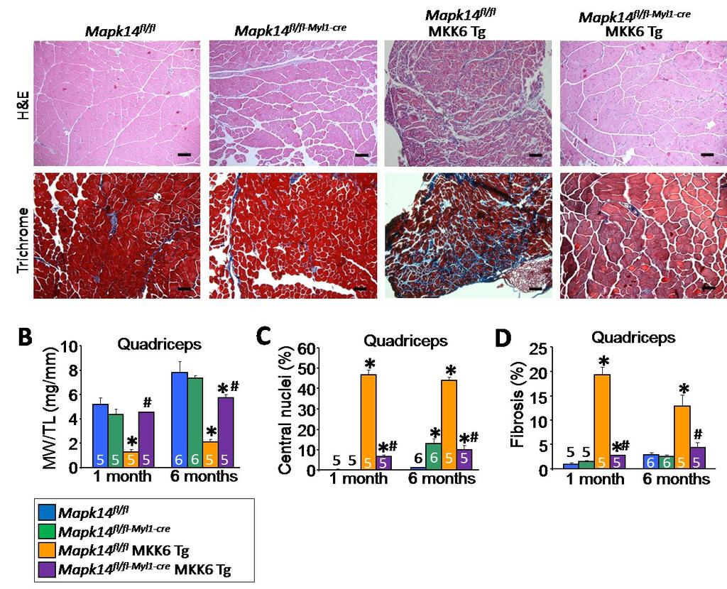 Figure 26. Rescue of MKK6 Tg phenotype by Mapk14 deletion from skeletal muscle.