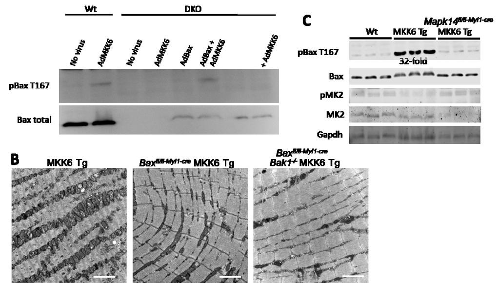 Figure 28. Bax regulates p38-induced skeletal muscle disease. (A) Western blotting for expression of Bax in Wt versus DKO MEFs.