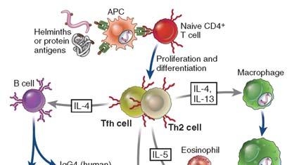 What is the function of human T H 1 cells?