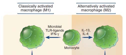 Macrophage Activation: