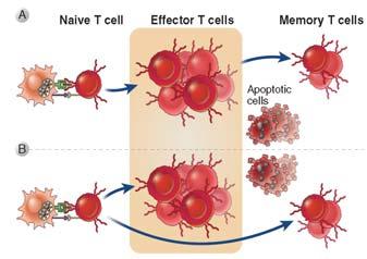 of Memory T cells