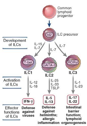 Innate lymphoid cells (ILCs) 35 Cells that produce the same cytokines as subsets of helper T cells but do NOT express TCRs and do not recognize MHCassociated peptide antigens Non Th17 Sources of IL