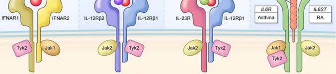 Th 17 cell can be converted to Th1 cells by stimulation with IL-12 or IL-23, in the absence of TGF.