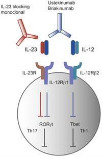Targeting Type Th1(Type 1) /Th17 (Type 3) Responses IL-17A: Psoriasis, RA, Ankylosing spondylitis (Secukinumab,) Type 3 IL-17RA: Psoriasis, Psoriatic arthritis (Brodalumab) Type 3 IL-23 and IL12 p40