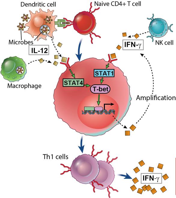 Development of T H 1 Cells
