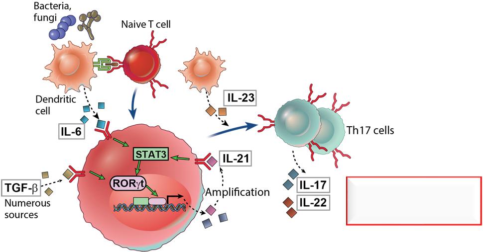 Development of Th17 Cells EFFECTOR FUNCTIONS: