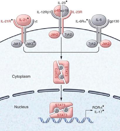 cytokines in Th17 differentiation Burkett PR,