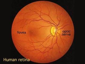 fundus of the eye (fovea, macula, optic nerve, blind spot) fundus photo movietime