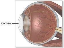 - Protects the eye - 2/3 of the eye s refractive power at ~43 diopters - Made of layers of protein called