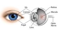 the eye - Appears black because all light that enters it is absorbed by the retina - Magnified by the cornea